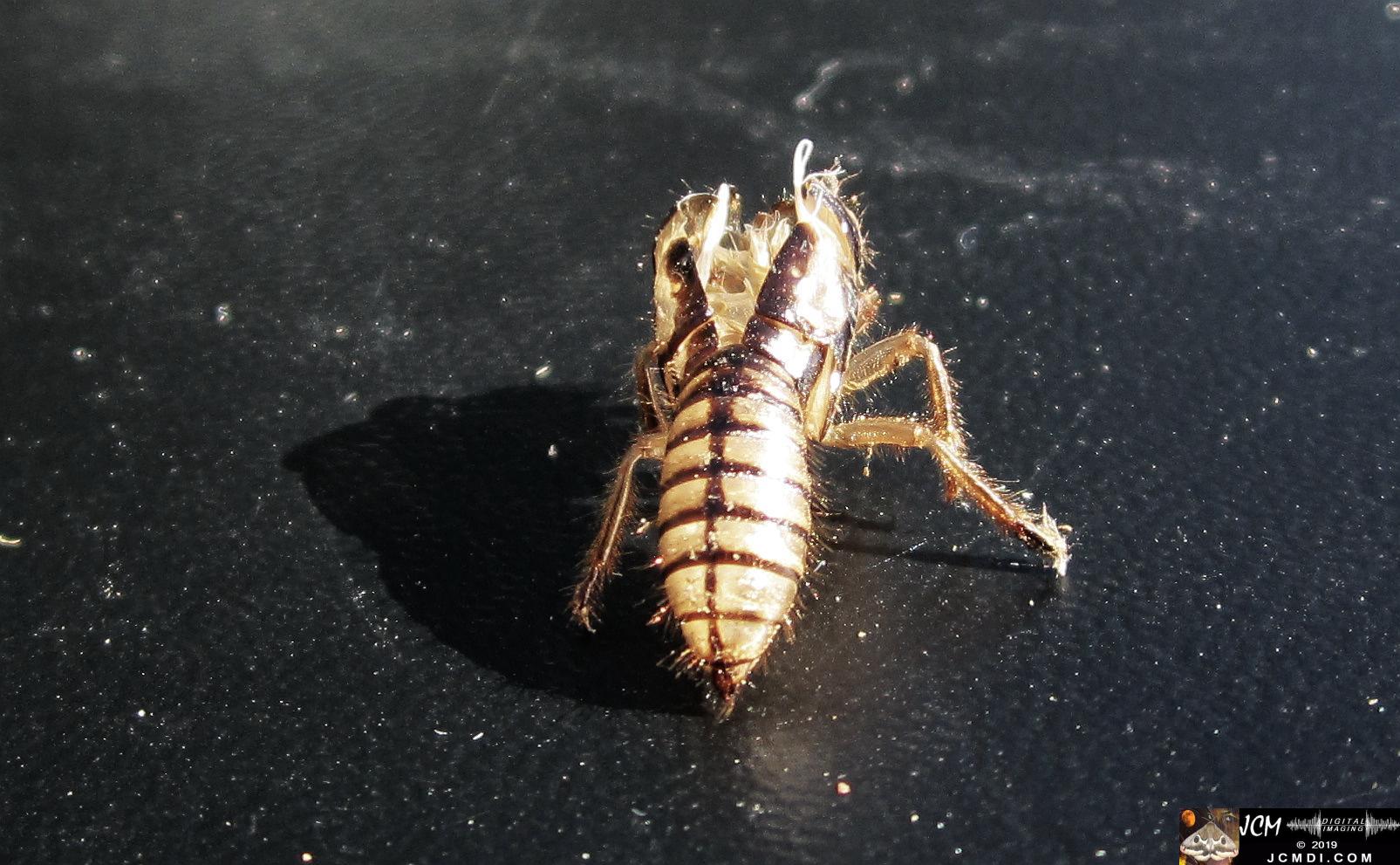A molted Cicada Skin, Santa Clarita, CA